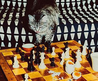 Foto einer Katze auf einem schwarz-weiß-gemusterten Sofa. Vor der Katze steht ein Sofatisch, darauf ein braun-gelbes Schachbrett, auf dem schwarze und weiße Schachfiguren stehen und ein gekochtes Ei liegt. Die Katze steht mit den Vorderpfoten auf dem Schachbrett.