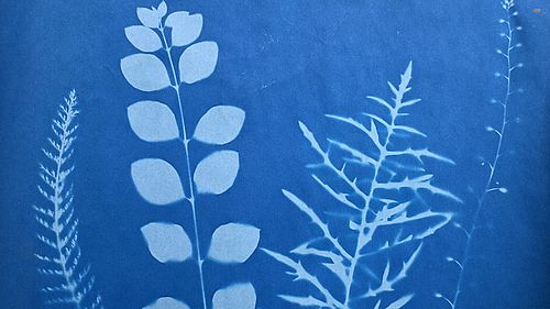 Blaue Abbildung von Pflanzen die durch das Druckverfahren der Cyanotypie entstanden ist.