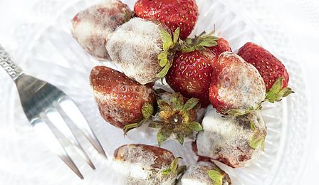 Foto von verschimmelten Erdbeeren auf einem weißen Teller. Auf dem Teller liegt auch eine Gabel.