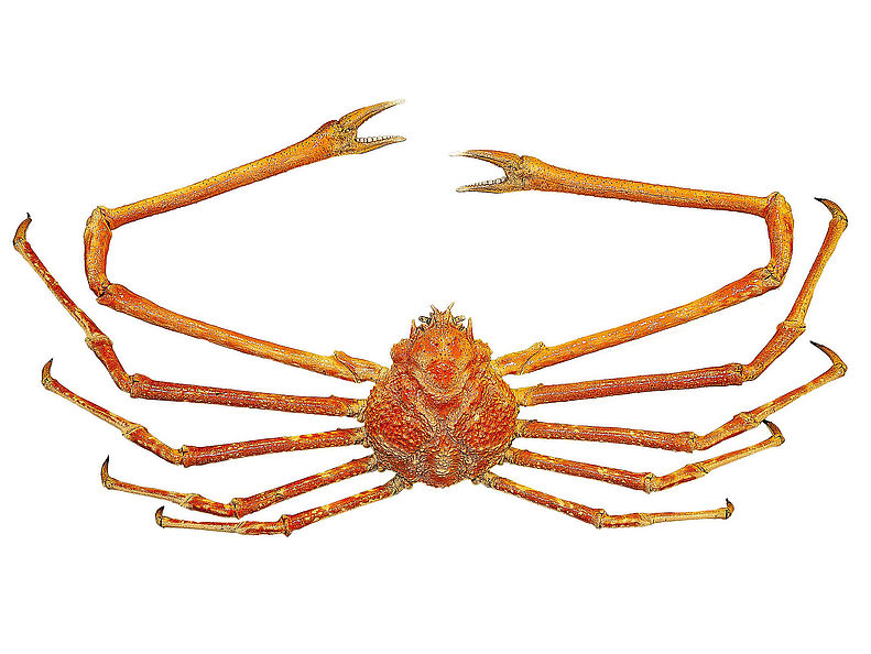 Eine rötliche Japanische Riesenkrabbe mit acht dünnen, langen Beinen. Von einem Beinende zum nächsten messen solche Krabben bis zu 3,5 Meter.