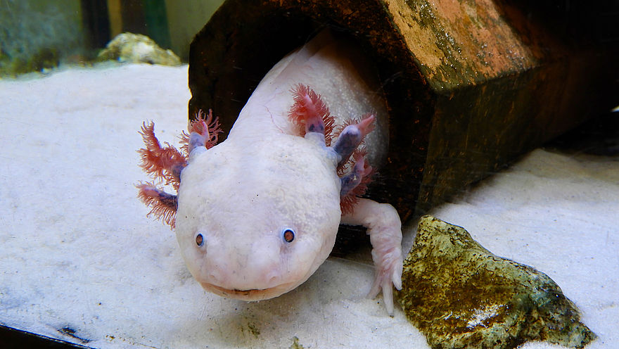 Zu sehen ist ein weißer Lurch mit rot-lila Kiemen in einem Aquarium, unter ihm weißer Sand. in einem Aquarium