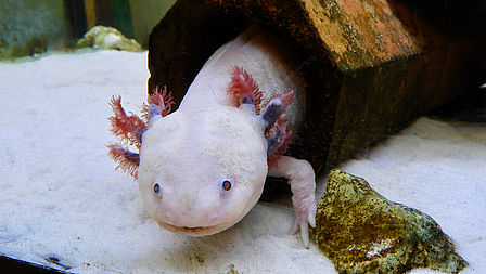 Zu sehen ist ein weißer Lurch mit rot-lila Kiemen in einem Aquarium, unter ihm weißer Sand. in einem Aquarium
