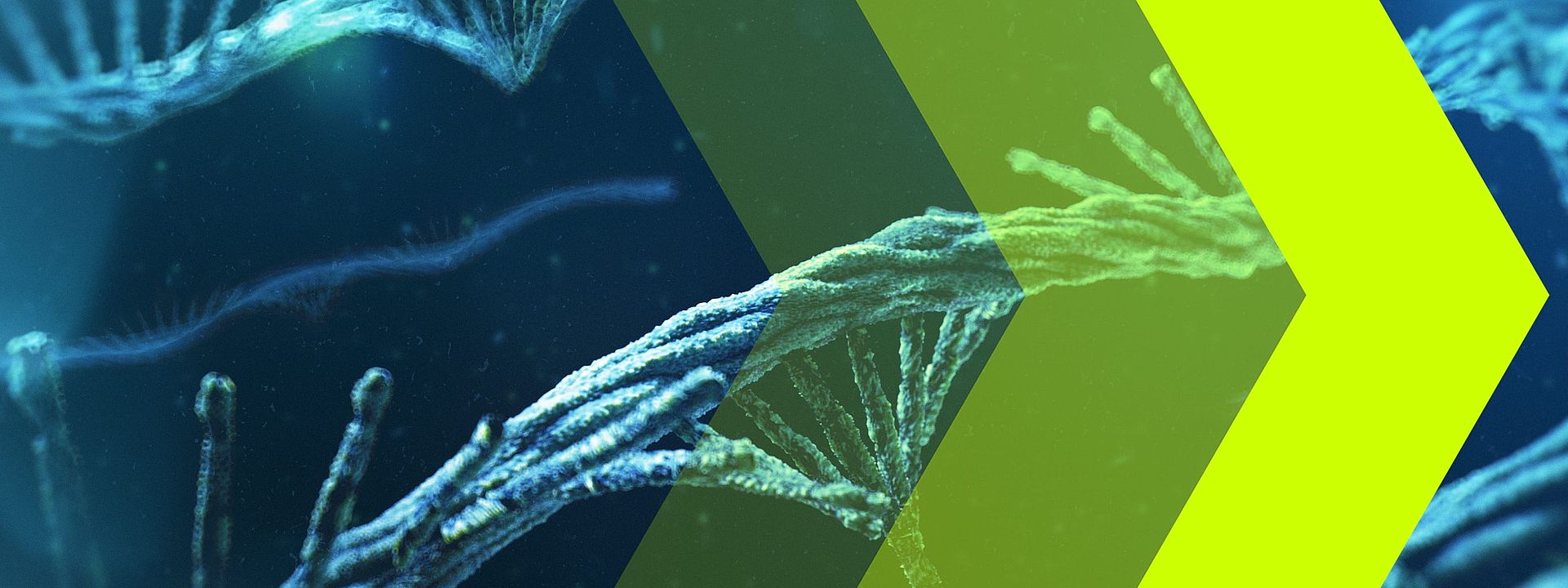 Drei gelbe Pfeile mit unterschiedlicher Transparenz vor blauen mRNA-Molekülen.