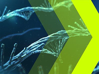 Drei gelbe Pfeile mit unterschiedlicher Transparenz vor blauen mRNA-Molekülen.
